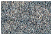 Utopia Planitia