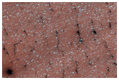 Spider Morphology