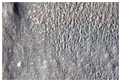 Gullies in Southern Mid-Latitude Crater