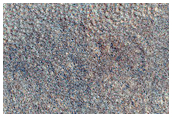 Arcadia Region Sample