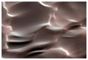 Dunes Dubbed Buzzel