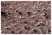 Variety of Spider Features
