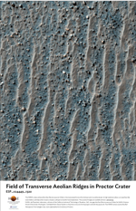 Field of Transverse Aeolian Ridges in Proctor Crater
