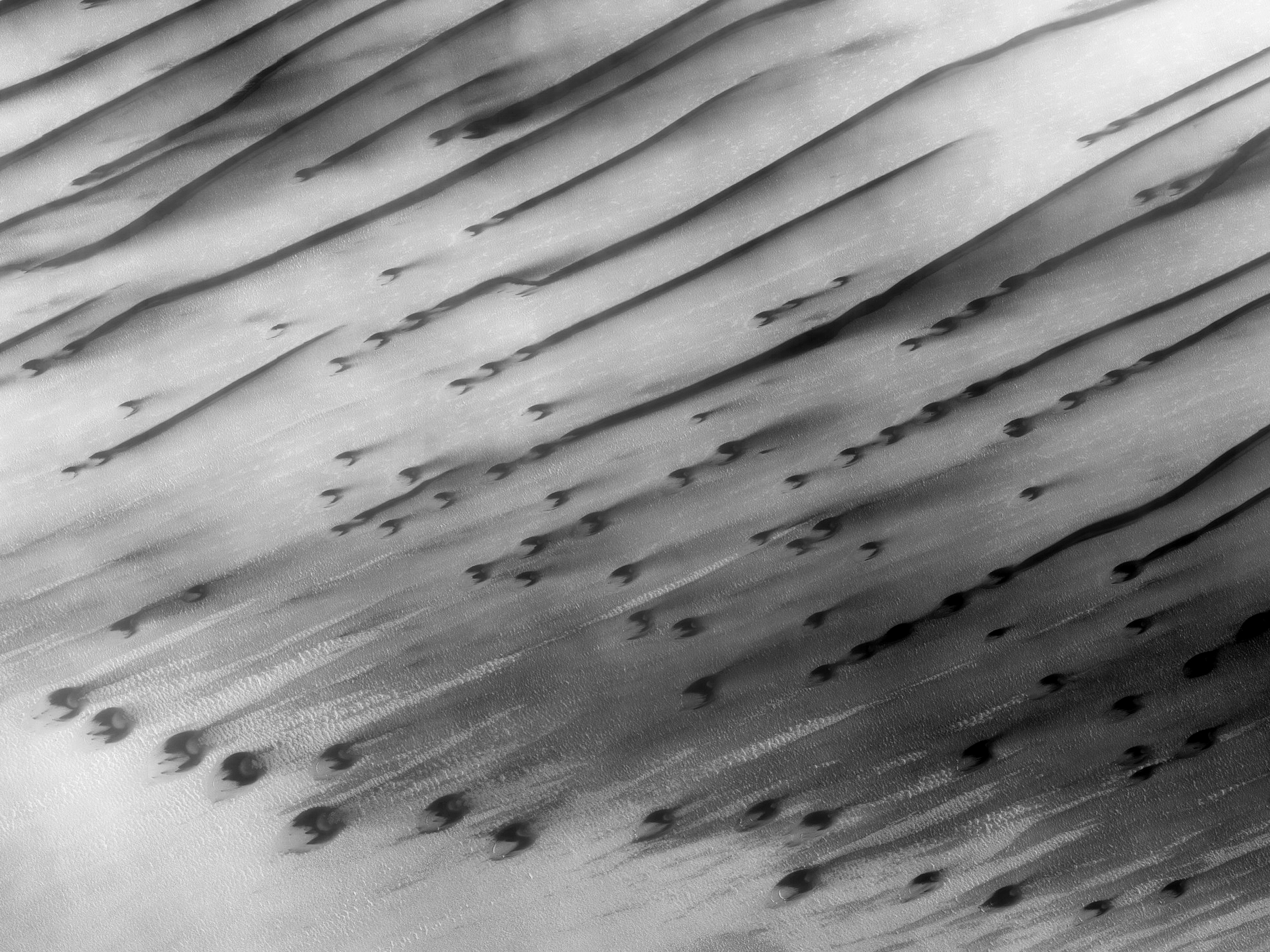 كثبان هلالية و كثبان طولية في Chasma Boreale