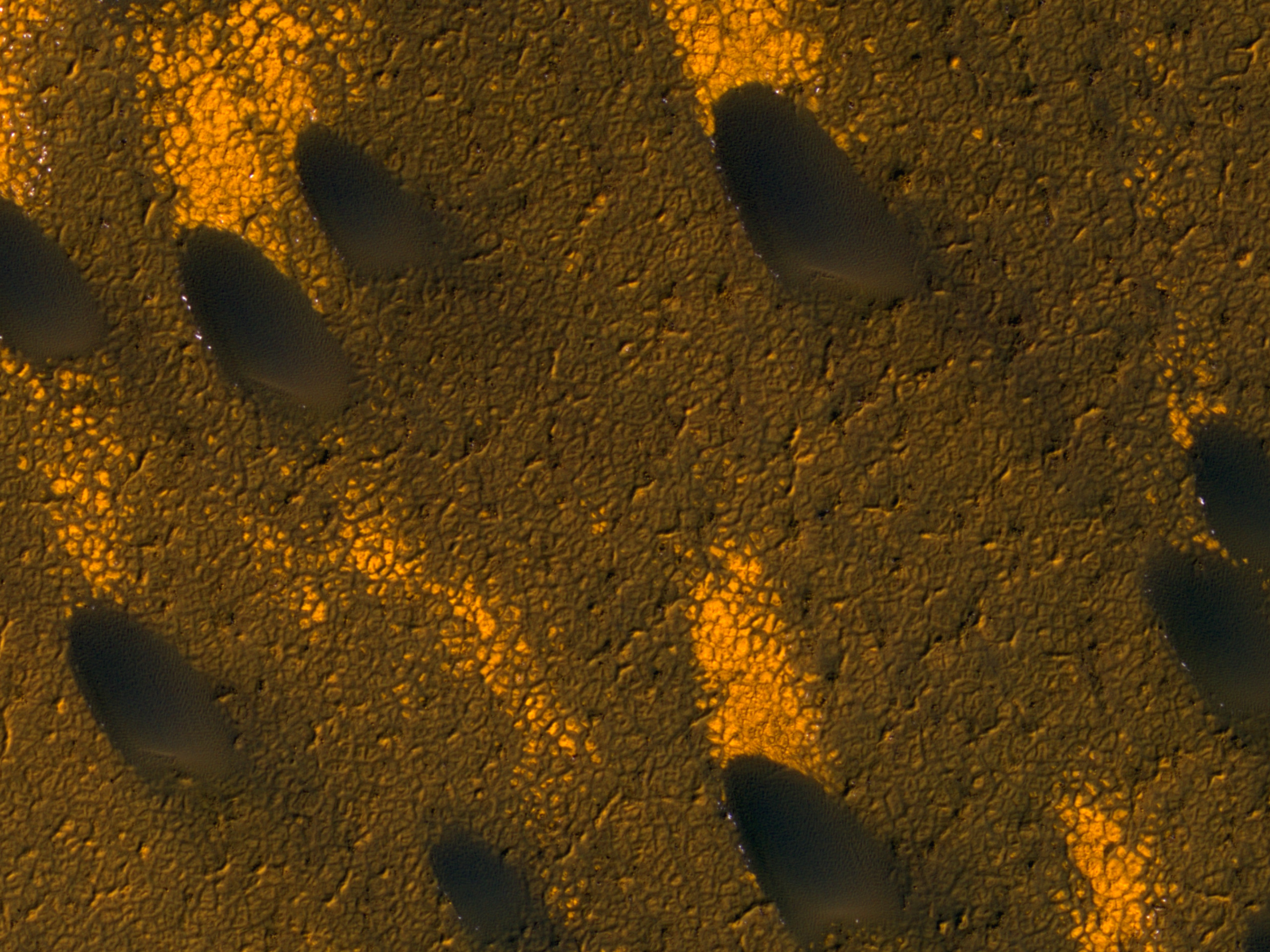 A View of Polar Dunes