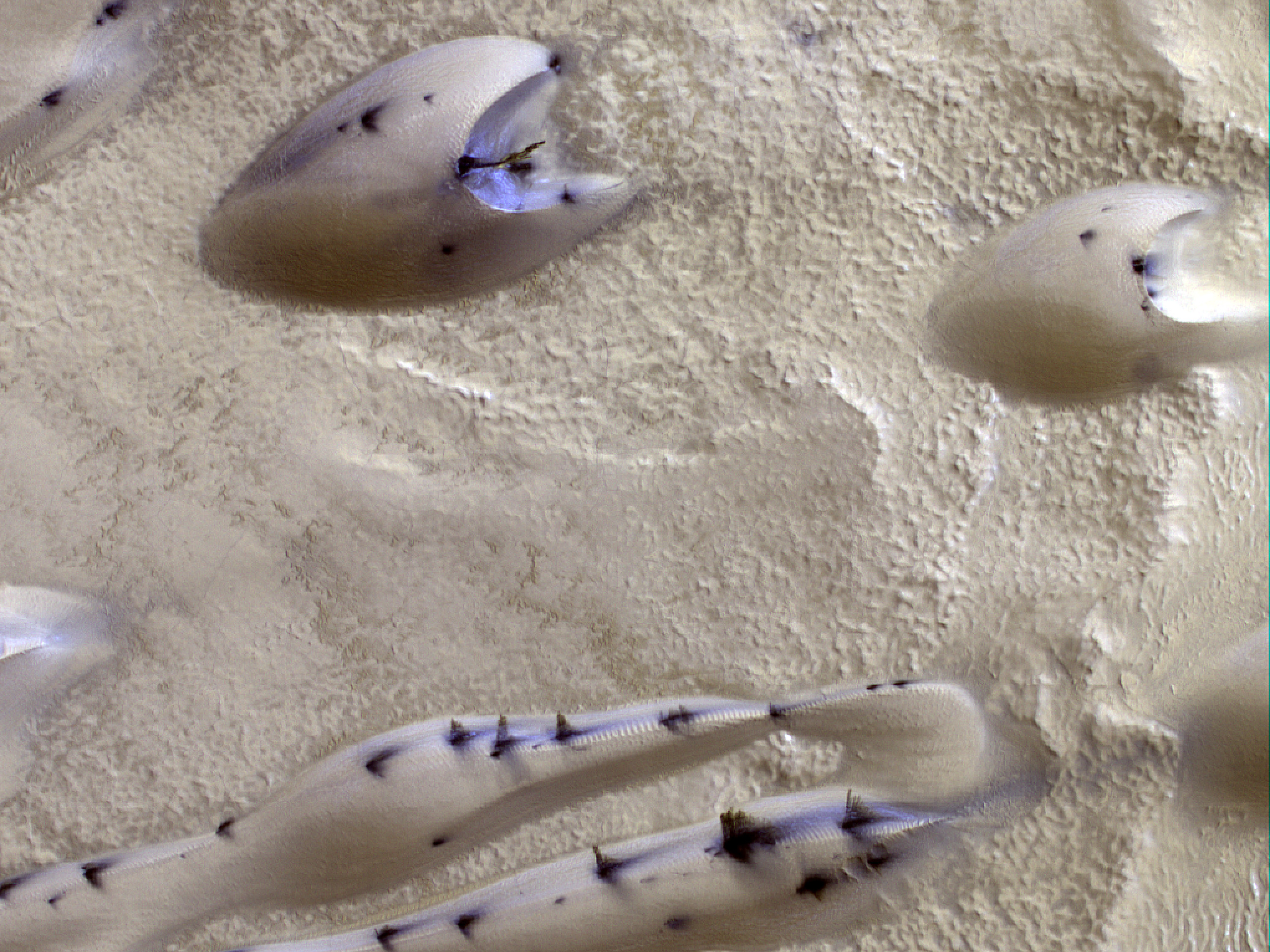 The Spring Awakening of Martian Polar Dunes 