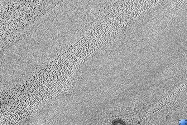 Fretted Terrain in Protonilus Mensae