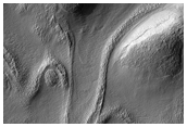 Lobate Apron