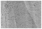 Platy-Ridged Flow in the Phlegra Dorsa Region of Mars