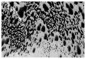South Polar Monitoring of Starfish Feature