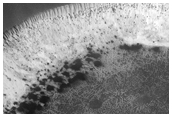 Cover Subset of 44 Gullies Previously Identified in MOC Image M07-06139