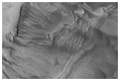 Gullies in Newton Crater