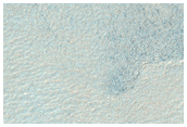 Sample Eridania Scopulus