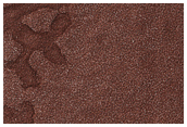 South Polar Sample