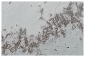 South Polar Sample