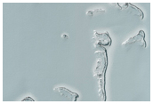 South Polar Residual Ice Surface