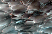 Polygons and Spots on Defrosting Dunes