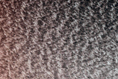 Sustained Bright Patches in the North Polar Region
