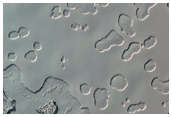 South Polar Monitoring