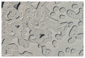 South Polar Residual Cap Monitoring - Thin Young Layers