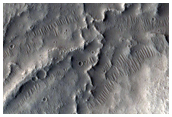 Young Esker-Like Ridges in Tempe Terra