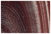 North Polar Layered Deposit Trough