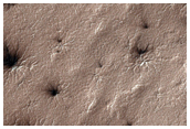 Spiders in Variety of Terrains