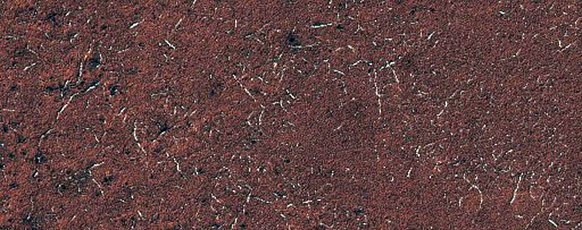 Sample Dorsa Argentea