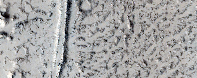 Platy-Ridged Flow in the Phlegra Dorsa Region of Mars