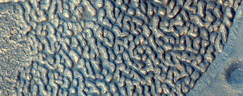 Interesting Wormy Patterned Gound
