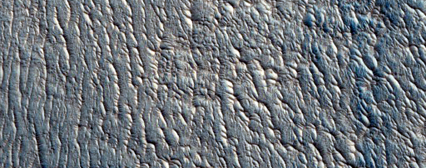 Nilosyrtis Region Olivine