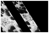 Monitoring Spring Evolution in Ithaca Region