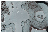 South Polar Residual Cap Intraseasonal Change Monitoring