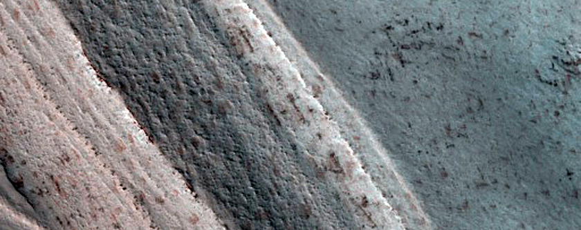 Basal Unit in Spring