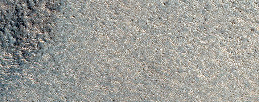 Hyperborea Lingula
