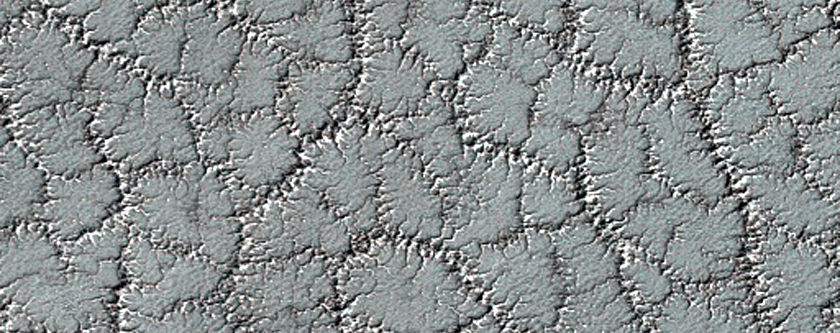 Spider Trough Network