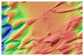 Topography of Moving Dunes in Nili Patera