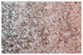 Sustained Bright Patches at Margin of North Polar Layered Deposits