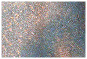 Disturbed High Latitude Terrain