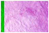 Flow Ridges in Nilosyrtis