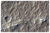 Lucus Planum
