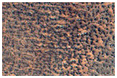 Subdued Crater on Northern Plains
