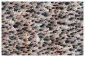 Fans in Clusters
