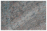 Spider Morphology and Surface Structure

