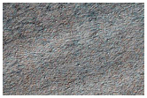 Spider Morphology and Surface Structure
