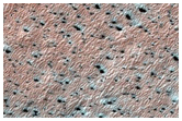 Seasonal Polygons and Fans on Dunes within Crater
