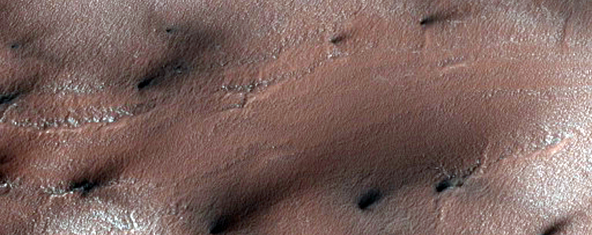 Spider Terrain and Fans
