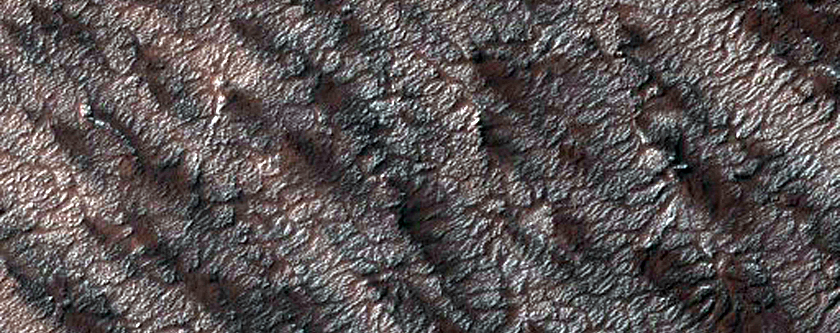Variety of Spider Features
