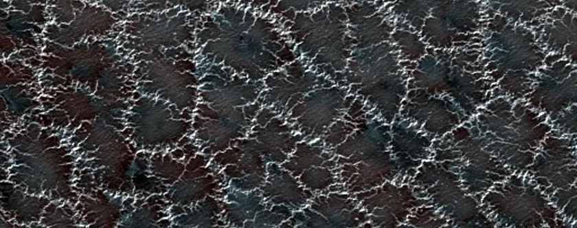 Arctica araneiforma crateris
