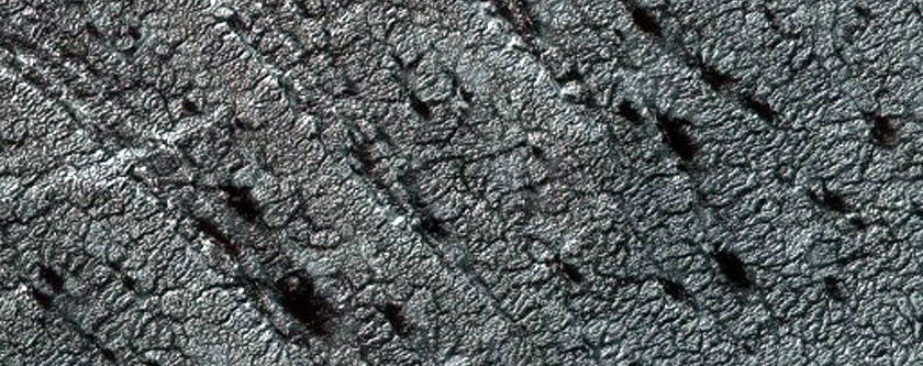 Variety of Spider Features